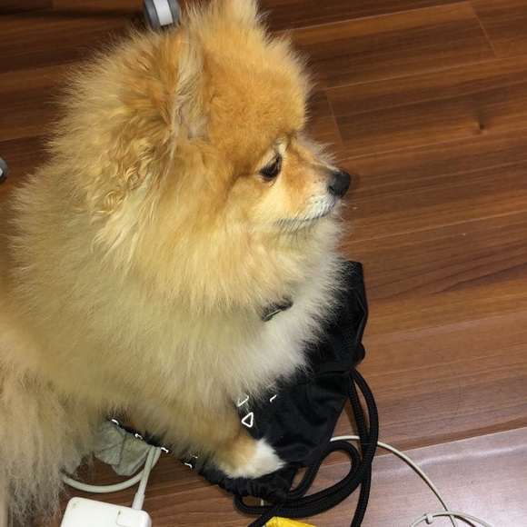 Meet your Posher, Allice - Picture 1 of 1